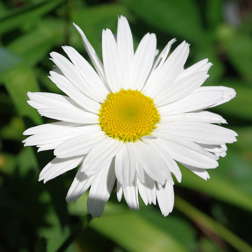 Chrysanthemum maximum Crazy Daisy